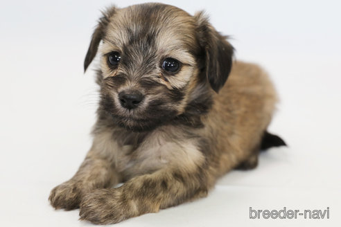 成約済の神奈川県のマルックス:マルチーズ×ミニチュアダックスフンド-300286の3枚目